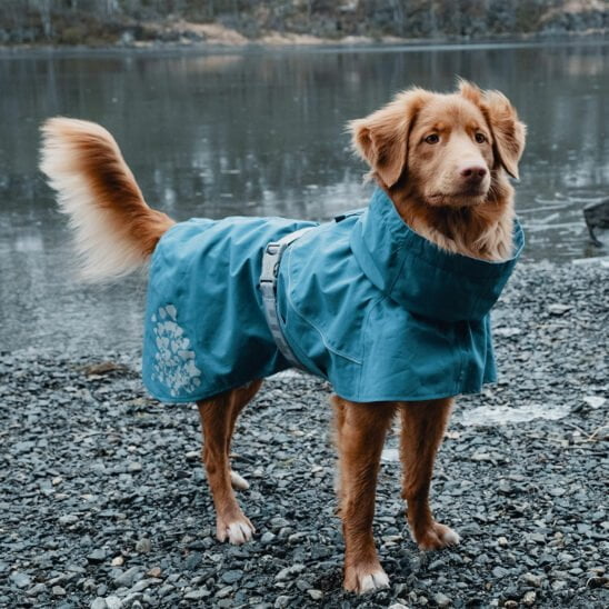The Rain Stops Here: The Best Dog Raincoats in Canada