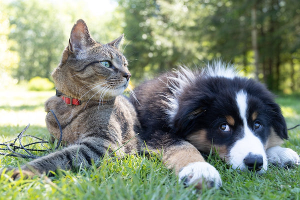 Creating a Pet-Friendly Home: Where Furry Friends Feel Right at Home!